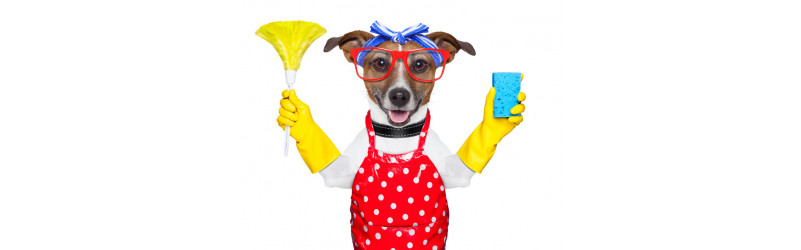 Hundesitter / Dog-Walker (a) Nebenjob ab 16 Feldbach